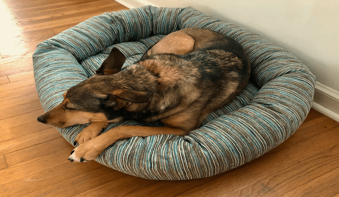5 Best Ways for Washing a Smelly Dog Bed