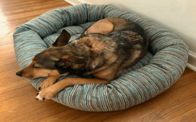 5 Best Ways for Washing a Smelly Dog Bed