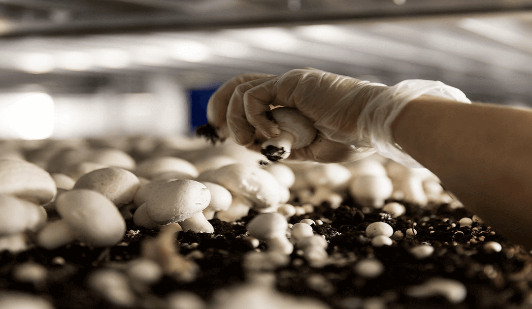 Top 8 Reasons Mushroom Farming Is A Profitable Business
