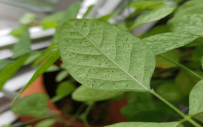 Where Do Spider Mites Come From & How to Thrive Them Easily?