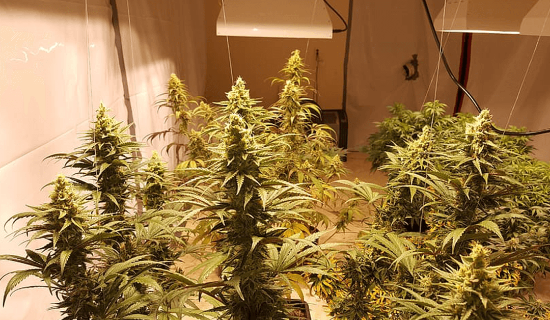 CMH vs. LED Grow Lights: What’s The Differences? Full Guide