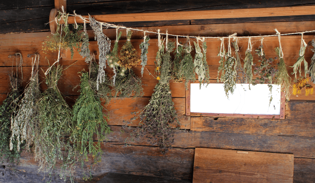 6 Tips to Dry and Cure Cannabis Like A Pro (Ultimate Guide)