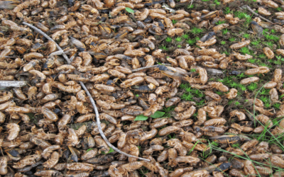 5 Best Ways to Get Rid of Brood X Cicadas